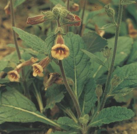 Rehmannia seeds Chinese Foxglove seeds Rehmannia glutinosa